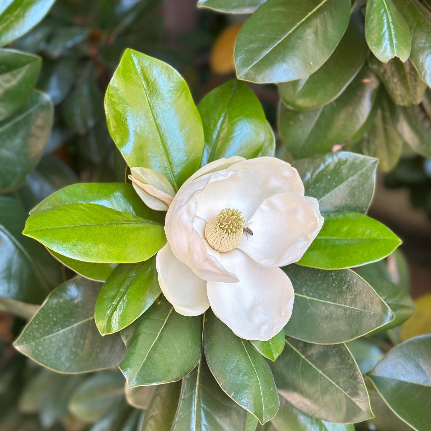 Moment de grație, cu Magnolia Grandiflora 🪷 În ultima vreme, mi se pare că observ mult mai lesne “the little things” despre care vorbim cu toții cu patos dar pe care de cele mai multe ori le ignorăm, fiindcă stăm cu ochii în ecrane. 

#nofilter, evident 🔹

#littlemoments #magnolia #lifeisaflower